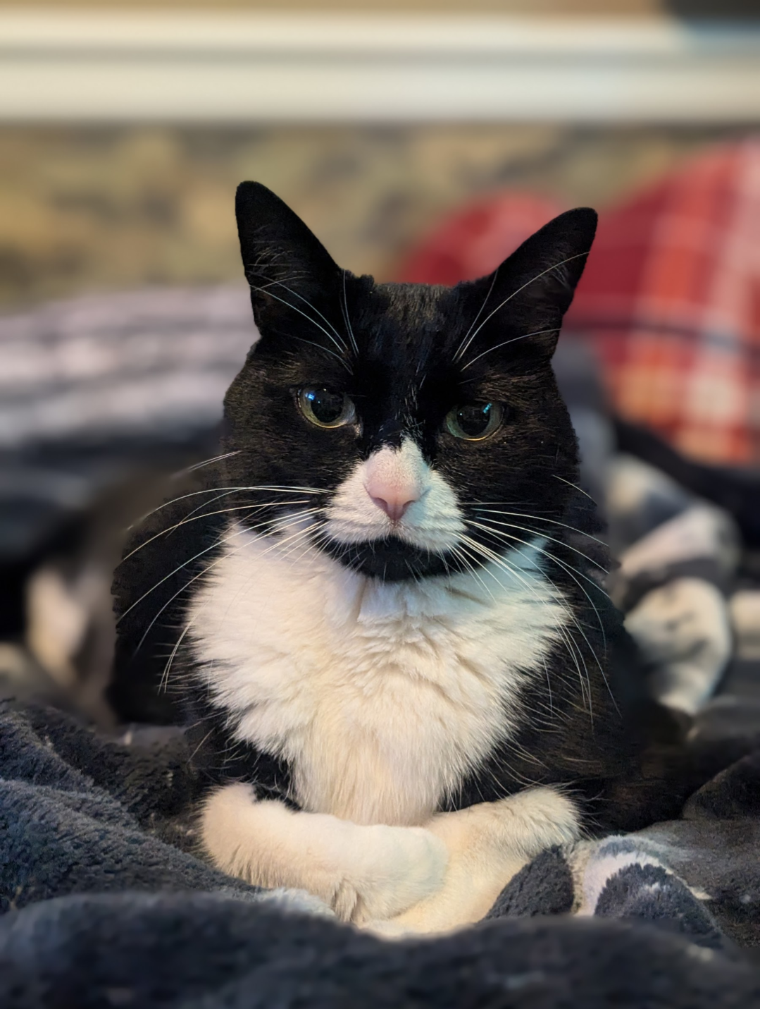 Jersey profile picture